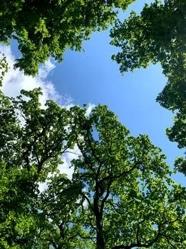 Tall trees with broad leaves create a natural frame around a bright blue sky  Stock Photos