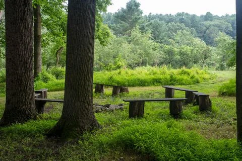 Tall trees with a circle of empty benches around a fire pit in tranquil woodl Stock Photos