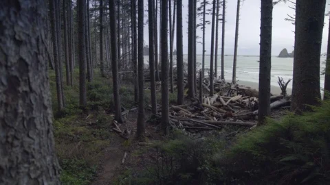 Tall trees on coast Stock Footage 87432097