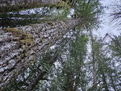 Tall trees covered with Moss in the evergreen forests of Washington state Stock Photos