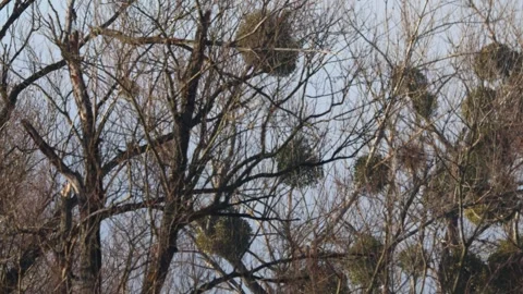 Tall Trees Covered with Parasitic Mistletoe Balls in Winter or Early Spring 스톡 동영상 324813077