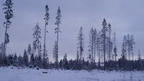 Tall trees covered in snow, static shot Stock Footage 83390224
