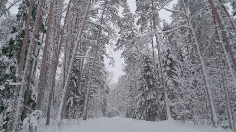 Tall trees covered with the thick white snow Stock Footage 117345497
