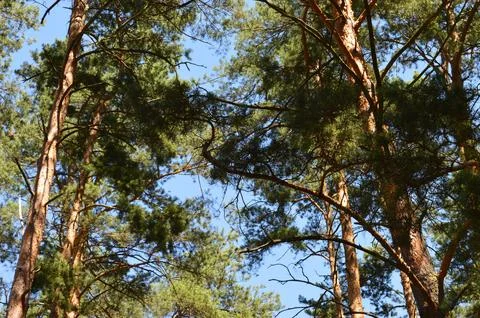 Tall trees create a canopy against the bright blue sky in a serene forest Stock Photos