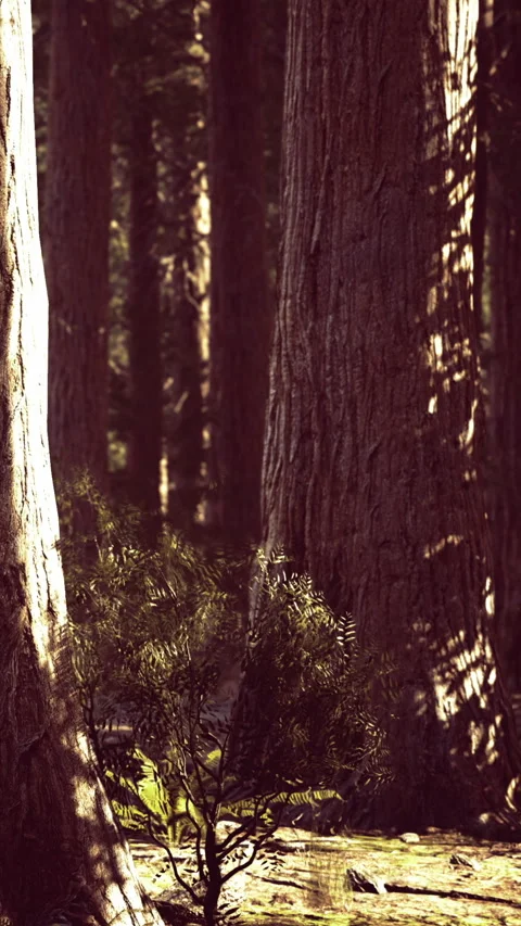 Tall trees in dense forest with sunlight filtering through branches and leaves Stock Footage 332233126