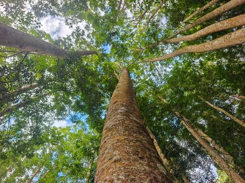 Tall Trees in Dense Green Forest Canopy Against Blue Sky Fotos de archivo