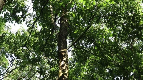 Tall trees densely packed trees in a woodland walk Video stock 137175075