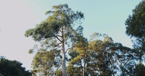Tall trees at dusk in rural setting. Smooth forward motion with camera tilted up 動画素材 117570071