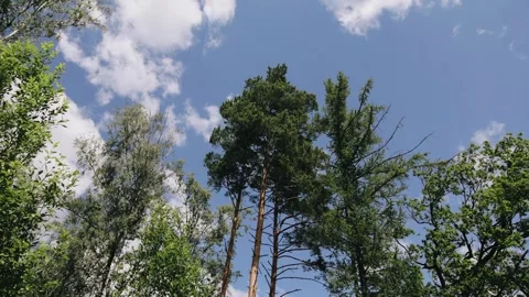 Tall trees at the edge of the forest stand against the blue sky Stock Footage 299997786