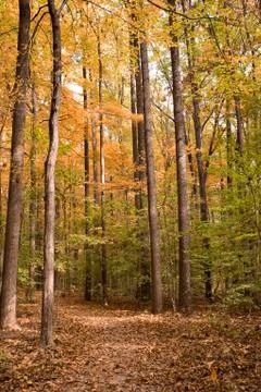 Tall Trees in the Fall Stock Photos