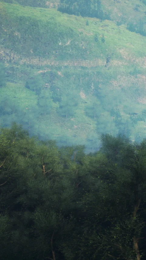 Tall trees fill the foreground while a mountain range appears in the background Stock Footage 338355776