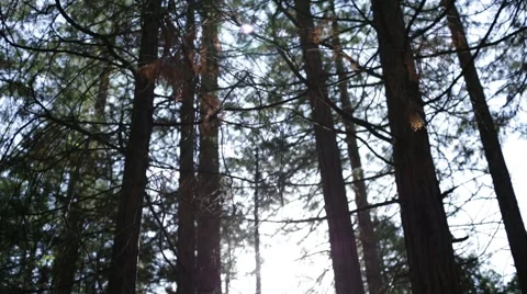 Tall trees Stock Footage 50805707
