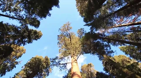 Tall trees Stock Footage 56661052