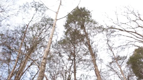 Tall trees Видео 104975261