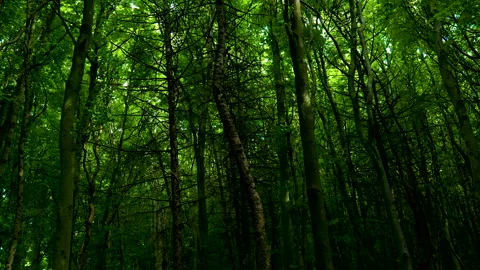 Tall trees Stockbeeldmateriaal 155577558