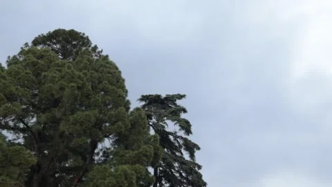 Tall Trees Stock Footage 237112504