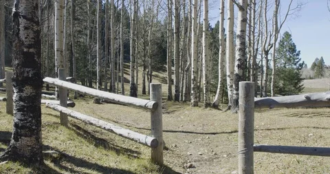 Tall trees in the forest area Stock Footage 104335380