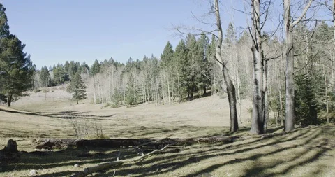 Tall trees in the forest area on a sunny day Stock Footage 104336010
