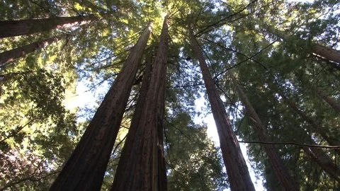 Tall trees in forest Video stock 74096924