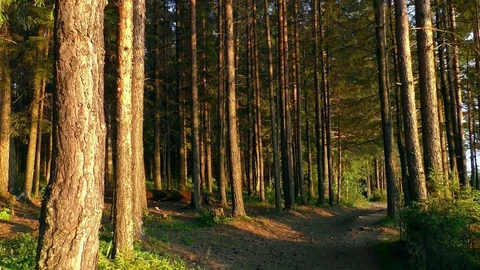 Tall trees in the forest Stock Footage 77842482
