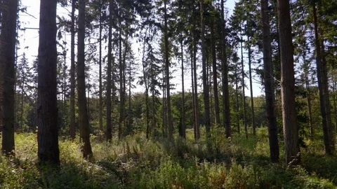 Tall Trees In The Forest Stock Footage 79600985