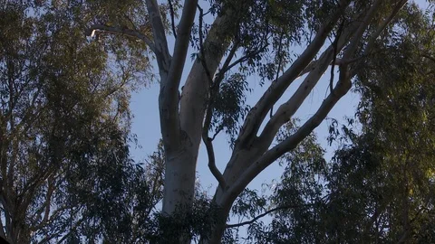 Tall trees in a forest Stock Footage 87091460