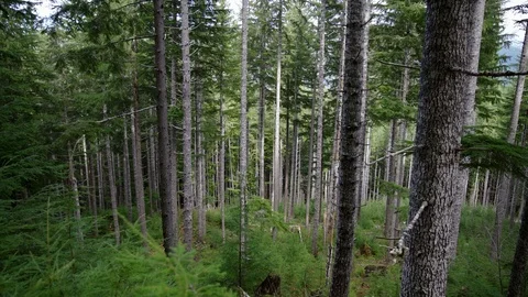 Tall trees in forest Stock Footage 87306278