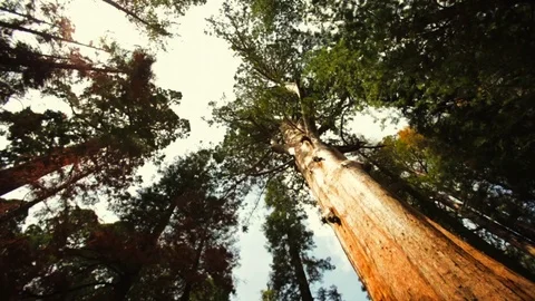 Tall trees in a forest. Stock Footage 88404736