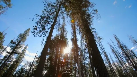 Tall trees in a forest. Stock Footage 88405669