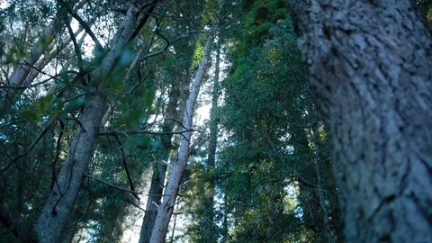 Tall trees in the forest Video stock 94882997