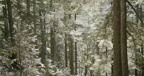 Tall trees in the forest Stock Footage 145280708