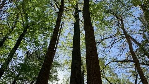 Tall Trees In A Forest Stock Footage 188409026