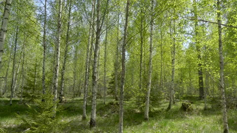 The tall trees in the forest with the grasses on the ground Stock Footage 137687638