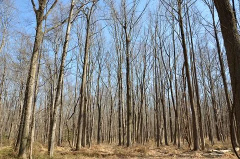 Tall trees in a forest or woods with brown grass Stock Photos