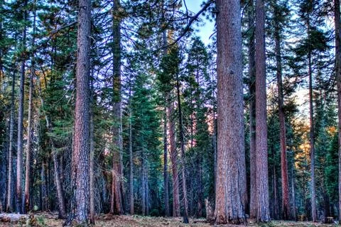 Tall Trees in the Forest Stock Photos