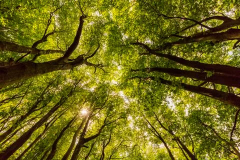 Tall trees in forest Stock Photos