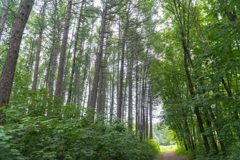 Tall trees in the forest Stock Photos