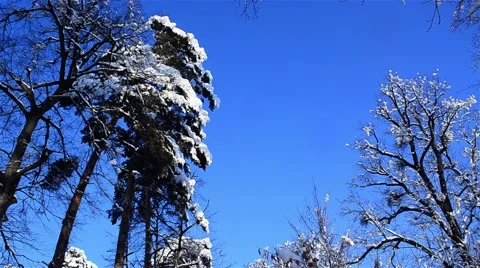 Tall trees in the forest profiled on blue sky covered with snow Stock Footage 60781414