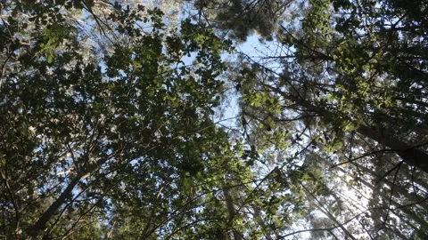 Tall trees in forest in summer, rotating shot beneath trees, looking straight up Stock Footage 135369570