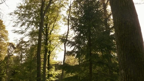 Tall Trees in the Forest with Sun Flare in Frame Stock Footage 115444266