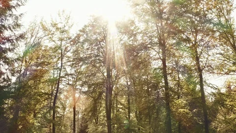 Tall Trees in the Forest with Sun Flare in Frame Stock Footage 115445019