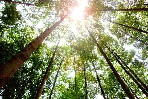 Tall trees in the forest with sun light Foto stock