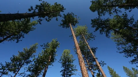Tall trees forest tracking shot Видео 108487484