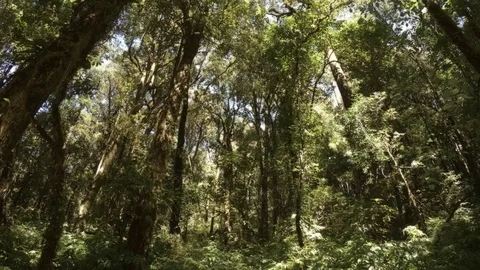 Tall trees in this forested wilderness area. Thailand Stockbeeldmateriaal 100077414