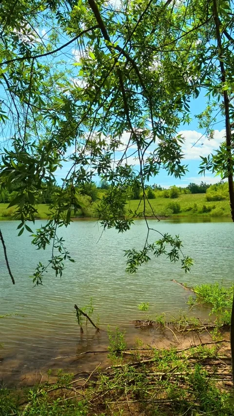 Tall trees frame a calm lake under bright sky. Vrmdza Lake, Serbia. Vertical Vídeos de archivo 338029714