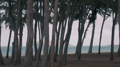 Tall trees in front of ocean at beach Honolulu Hawaii Stock Footage 314073360