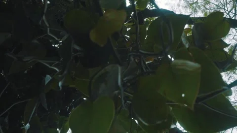 Tall trees full of leaves Stock-Footage 151041154