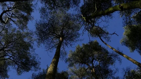 Tall trees gently swaying in the wind Stock Footage 73524343