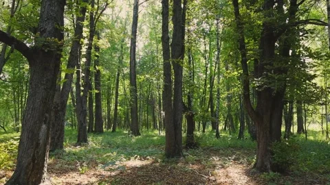 Tall trees in a green forest. Summer landscape. Stock Footage 190605486