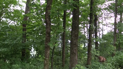Tall Trees Green Leaves Stock Footage 51801034